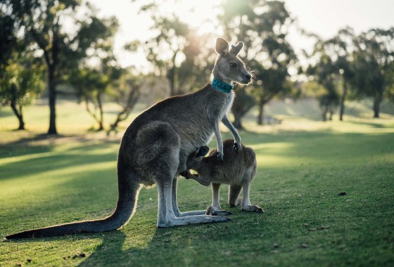 Ontdek de Ultieme Gids voor Vakantie Australië: Beste Reistijd en Tips