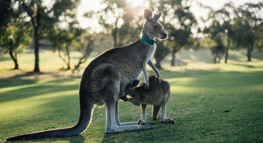 Ontdek de Ultieme Gids voor Vakantie Australië: Beste Reistijd en Tips